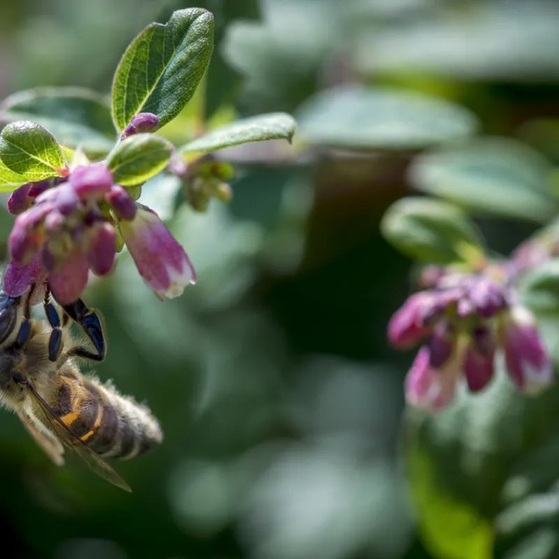 Biodiversiteit