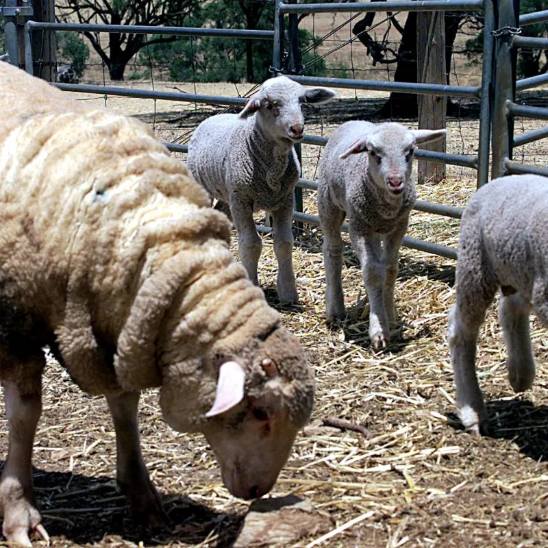 schaap