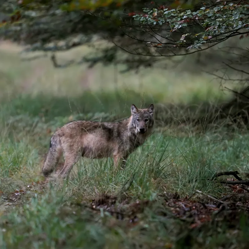 wolf