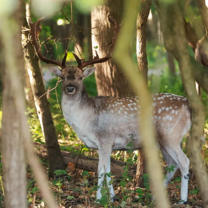 Hert