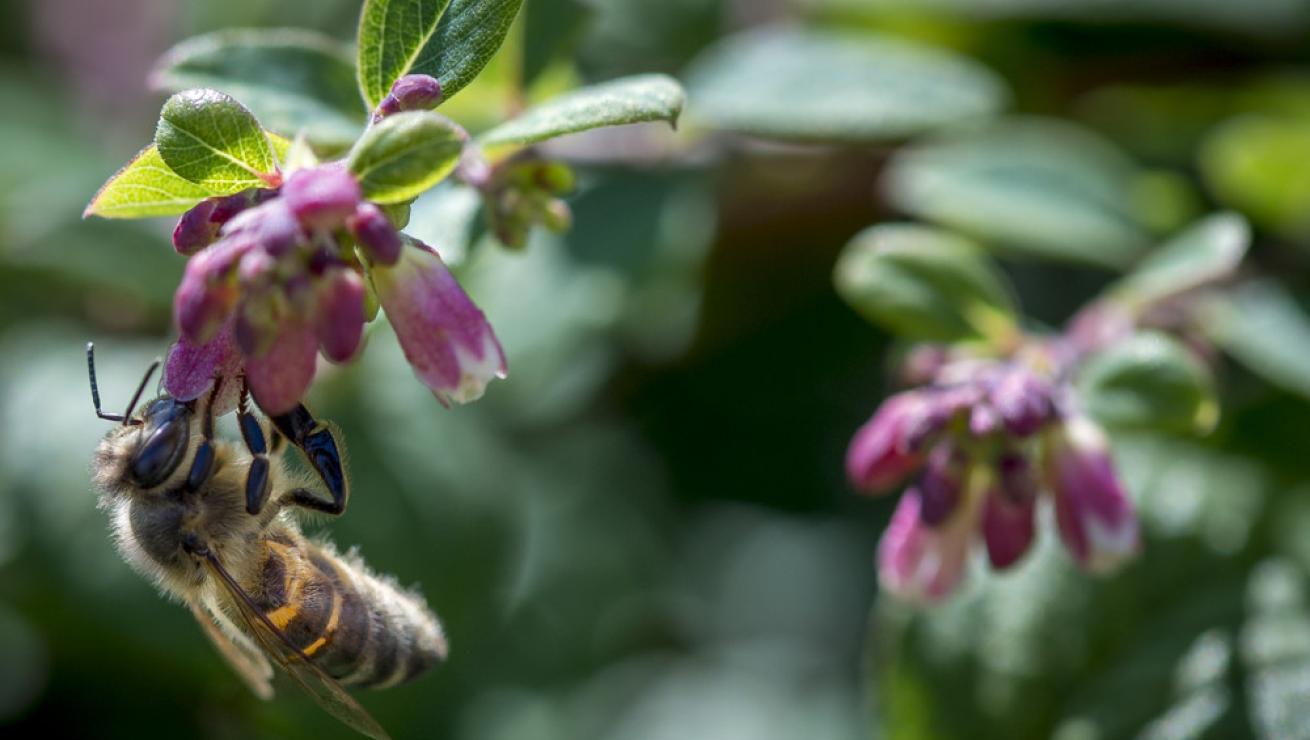 Biodiversiteit