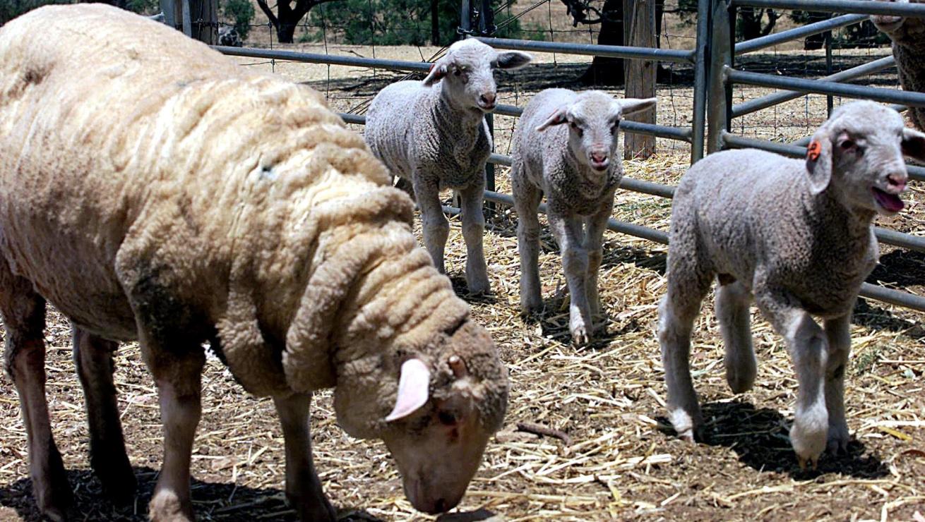 schaap
