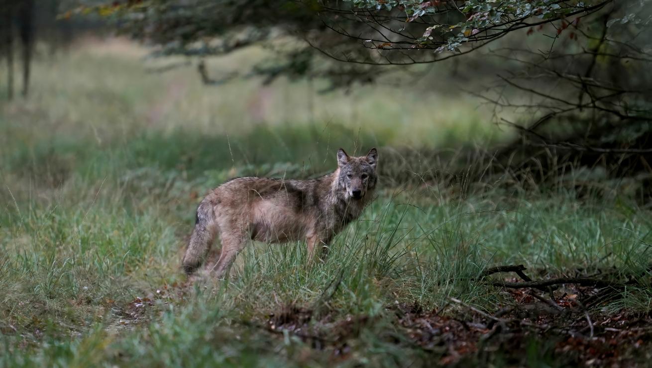wolf