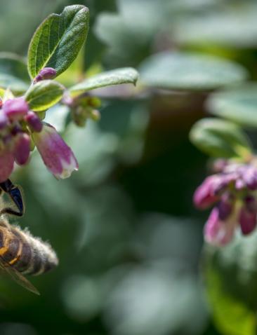 Biodiversiteit