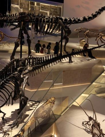 Dino