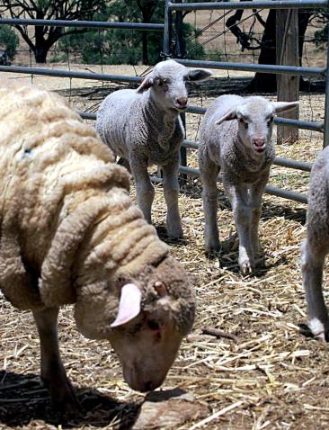 schaap