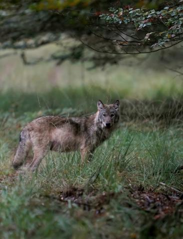 wolf